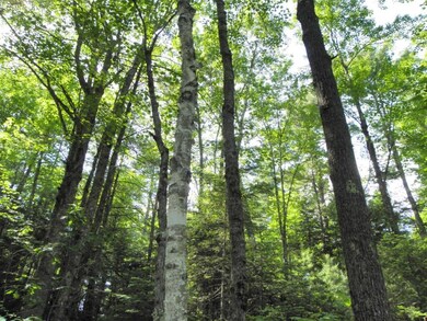 The forest offers both short-term...