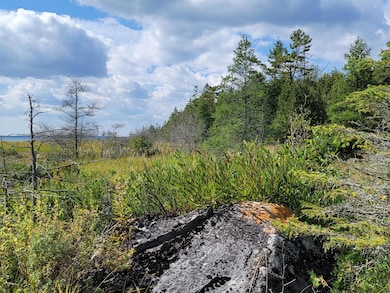 Wooded sites abut the lak