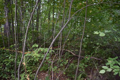 5 Rabbit Path, Hillsborough, NH 03244 - photo 3