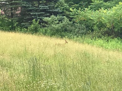 fawn!