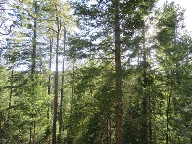 Nestled In The Tall Pines