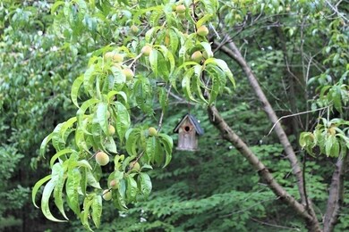 19 Kristen Ln, Dunstable, MA 01827 - photo 7