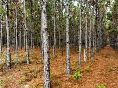 000 NW 78th Ave, Newberry, FL 32669 - photo 5