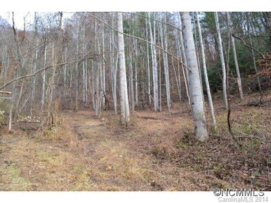 Mature Forest