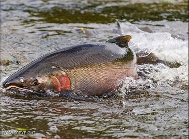Sockeye in Chilkat Lake
