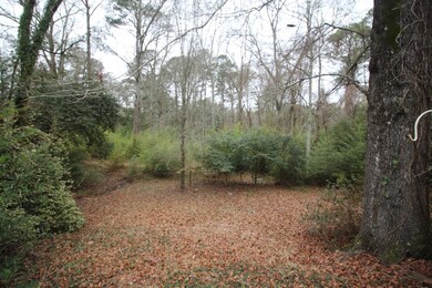 Tree covered yard