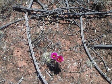 Lot 222a Juniperwood Ranch Unit 2, Ash Fork, AZ 86320 - photo 3
