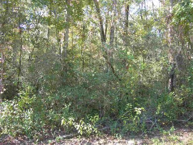 0 Hickorywood Dr, Crawfordville, FL 32327 - photo 5