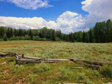 7-Looking into the National Forest1