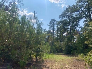 View of tree filled area