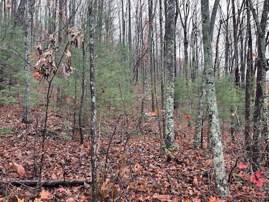 Lt12&13 Butternut Grove Rd, Blairsville, GA 30512 - photo 2