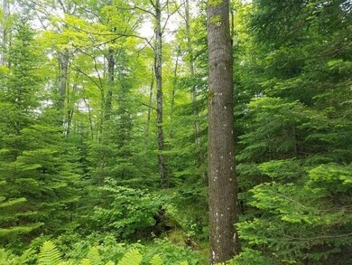 Lot 1 Sanctuary Rd, Tomahawk, WI 54487 - photo 6