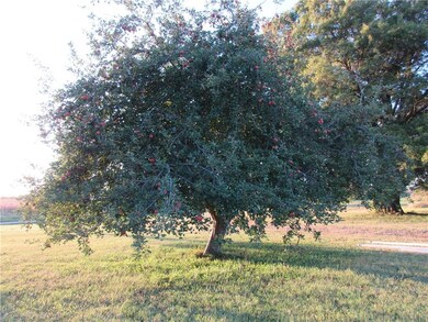 Apple tree is loaded.