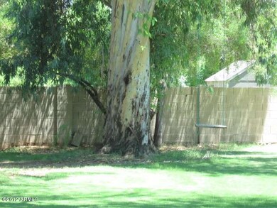 Tree Swing