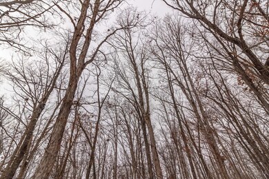 0 Chaparral Rd unit 1828341, West Union, OH 45693 - photo 7