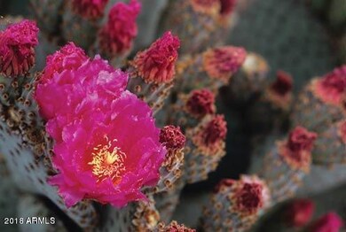 Local Cactus in Bloom