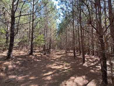 10+- year old planted pine trees.