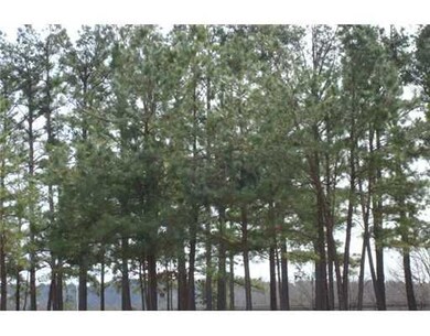 Other. backyard trees
