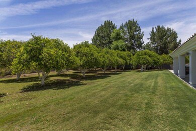 Citrus Trees