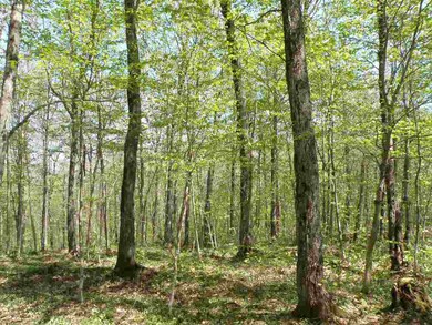 0 Deep Gibou Rd, Montgomery, VT 05471 - photo 2