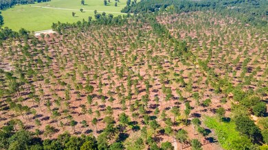 (Lot 10) Shadow Lane Camp Rawls Rd, Wagener, SC 29164 - photo 4