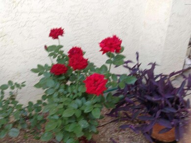 roses
