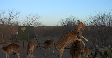 1134 Sd 45400, Rocksprings, TX 78880 - photo 4