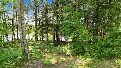 View of Woods