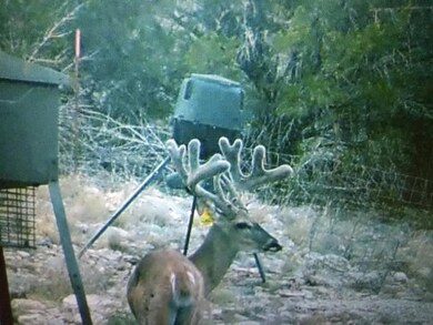 Whitetail Deer