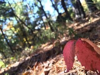 0 Brannon Mountain Rd unit 1037113, Elkins, AR 72727 - photo 4