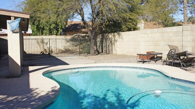 backyard 1