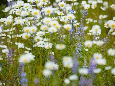 Lot 3 Summit View Dr, Big Sky, MT 59716 - photo 5