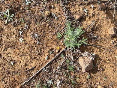 Desert Flowers