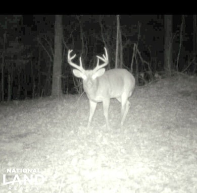 0 Reedy Branch Rd, Hamilton, AL 35570 - photo 4