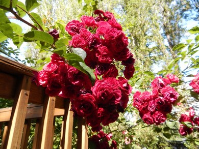 14248 76th Place NE, Kirkland, WA 98034 - photo 4