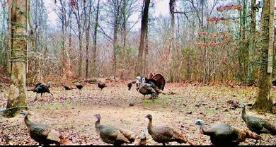 10873 N Devils Den Rd, Winslow, AR 72959 - photo 7