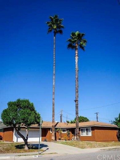 Beautiful Palm Trees