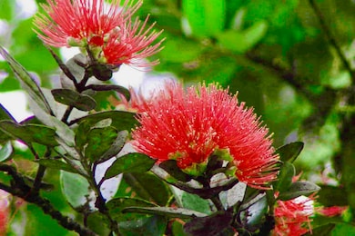 16-1495 Io Kea Rd, Mountain View, HI 96760 - photo 2