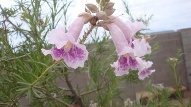 Desert Willow in back yard