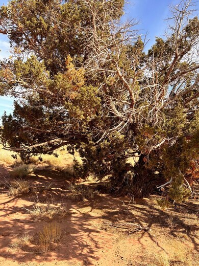 Juniper