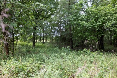 View of woods