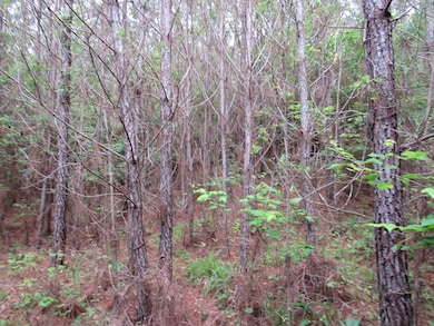 00 Butler Branch Rd, Arley, AL 35541 - photo 3