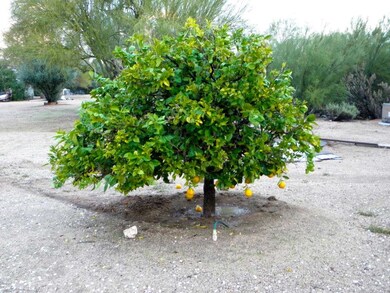 CITRUS TREES