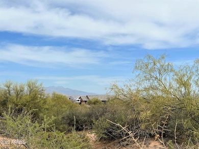 Lush Desert Vegetation