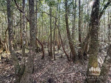 unlisted-address, Caryville, FL 32427 - photo 4