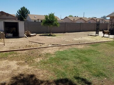 back yard 1