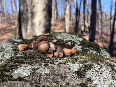 15 +/- Acres Riddle Branch Rd, Burnsville, NC 28714 - photo 6