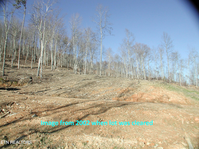 old image from cleared, cut-in area