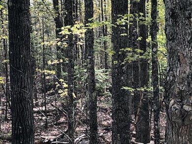 Lot 19 Shore Rd, Dexter, ME 04930 - photo 5