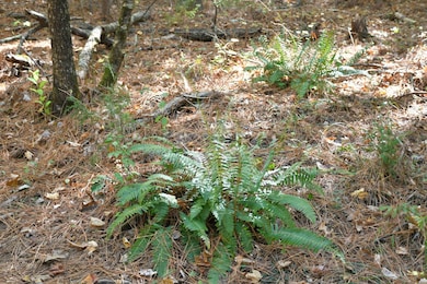 1350 Grover Wilson Rd, Blythewood, SC 29016 - photo 6